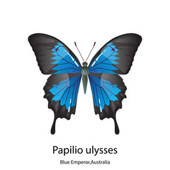 Butterfly on white background,Papilio ulysses,Blue Emperor,Australia.