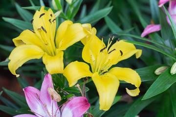 Obraz premium Lily flower and green leaf background in garden at sunny summer or spring day for beauty decoration and agriculture design. Lily Lilium hybrids.