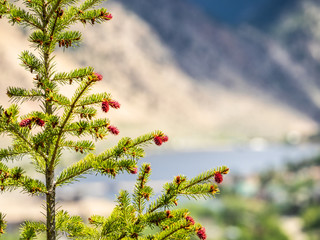 New, red growth on the ends of evergreen branches with landscape in distance