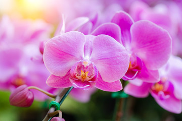 Fototapeta na wymiar Orchid flower in orchid garden at winter or spring day for beauty and agriculture concept design. Phalaenopsis Orchidaceae.