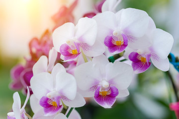 Fototapeta na wymiar Orchid flower in orchid garden at winter or spring day for beauty and agriculture concept design. Phalaenopsis Orchidaceae.