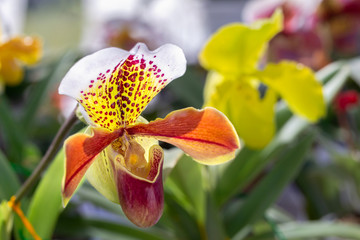 Orchid flower in orchid garden at winter or spring day for beauty and agriculture concept design....