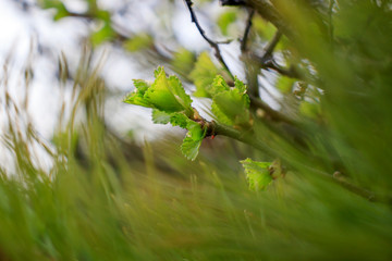 Sprigs with young green leaves. Beautiful natural background. Shallow depth of field. Spring or summer season.