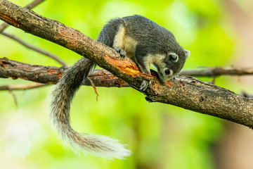 Squirrel gnawing branch bark on a tree