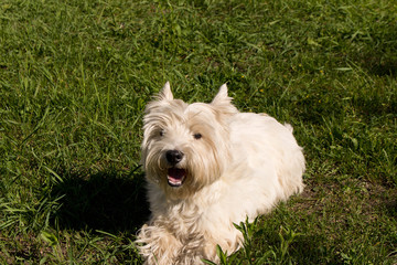 The West highland white Terrier on a green lawn..