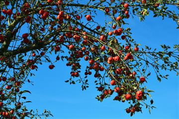 Reife Äpfel am Baum