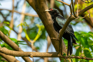 Male Asian Koel perching on a perch, looking into a distance