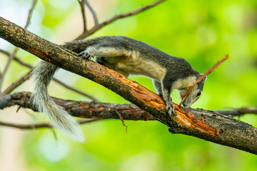 Obraz premium Squirrel gnawing and peeling off branch bark on a tree