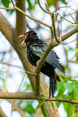 Male Asian Koel perching on a perch, opening its beak and puffing up its plumage