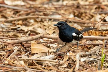 Male Oriental Magpie Robin perching on leafy ground finding insects under leaves