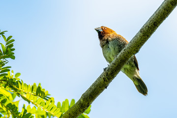  White-rumped Munia perching on leafy perch with blue sky background