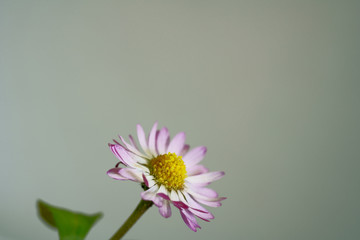 Blooming flower  Bellis perennis on a light gray background