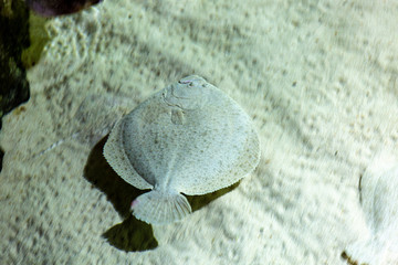 Bottom fish and sand