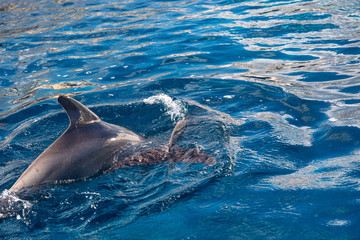 Obraz premium Dolphins in water