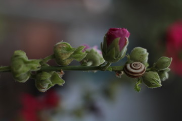 garden snail on a branch of flowers
