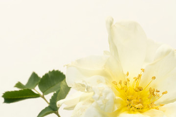 Full bloom white rose on a white background