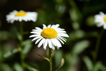 Obraz premium Garden camomile flowers on a bright sunny day close up
