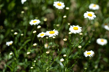 Beautiful camomiles in a summer garden on a sunny day