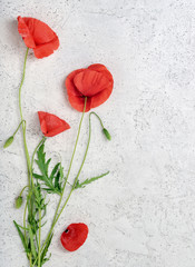 Wild red poppy flowers on light concrete background. Top view with copy space.