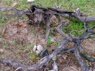 Old wooden background pattern that has been exposed to the sun