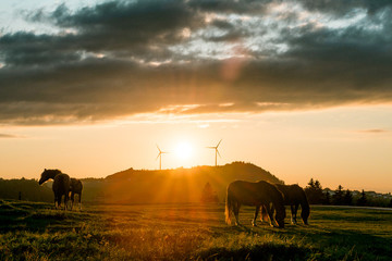 horses and sunset in the countryside