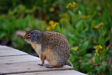 Naklejka na ściany i meble Squirrel in Glacier National Park