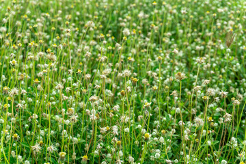 Little white Daisy for background,have copy space.