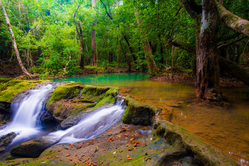 Obraz premium Trees and rivers in the morning