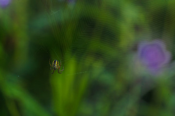 Beautiful little spider on web on green grass background.