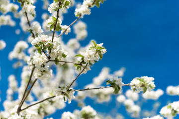 The beautiful spring blossoming tree