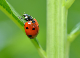 Ladybug on the plant flower.