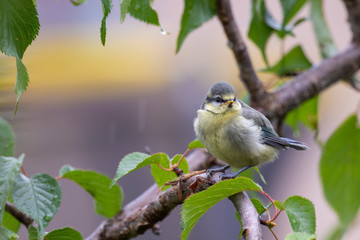 Fototapeta premium adult and young Blue tit, Cyanistes caeruleus, feeding/calling on willow branches during the month of June in Scotland.