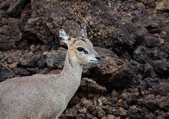 Klipspringer antelope in Tsavo Conservation Area, Kenya