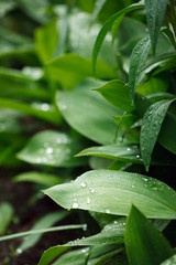 Green texture. Leaf after rain texture background. Concept of netural organic greenery, eco-friendly pattern, summer time, freshness, mindfullness, relaxation