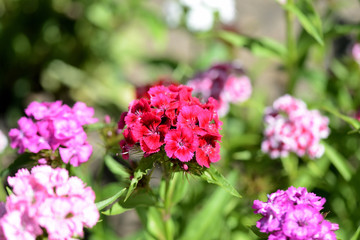 Beautiful sweet william flowers (Dianthus barbatus) in the garden close up