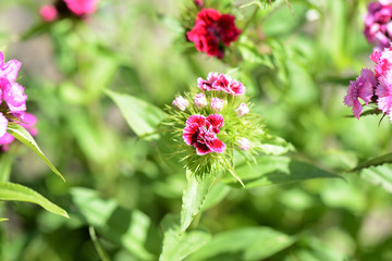 Beautiful sweet william flowers (Dianthus barbatus) in the garden close up