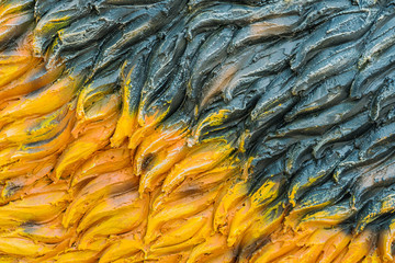 Close up to Colorful and patterns of  dinosaur model surfaces created with cement