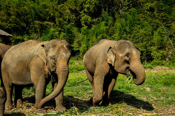 Happy elephants with littel baby enjoy life and eating grass at Chiang Mai elephant camp in Northern Thailand.