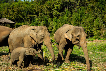 Happy elephants with littel baby enjoy life and eating grass at Chiang Mai elephant camp on the...