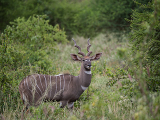 Kudu in Tsavo Conservation Area, Kenya