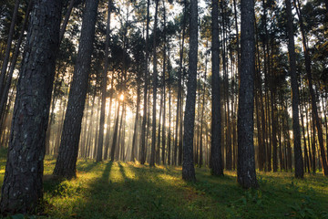 Sun rays breaking through trees in a pine forest.