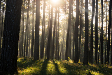 Obraz premium Promienie słoneczne przebijające się przez drzewa w sosnowym lesie.