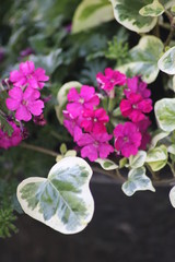 Nahaufnahmen von Gartenblumen