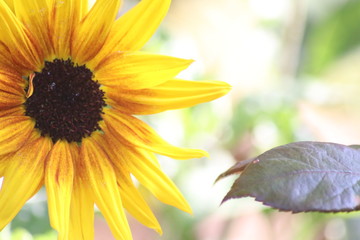 Naklejka premium Nahaufnahmen von Gartenblumen