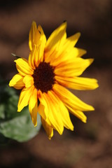 Nahaufnahmen von Gartenblumen