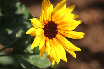 Nahaufnahmen von Gartenblumen