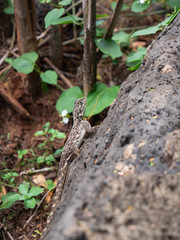Agama Lizard in Eastern Africa