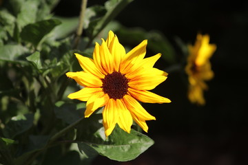 Nahaufnahmen von Gartenblumen
