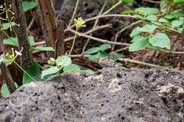 Agama Lizard in Eastern Africa