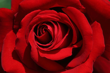 Naklejka premium 薔薇のクローズアップ